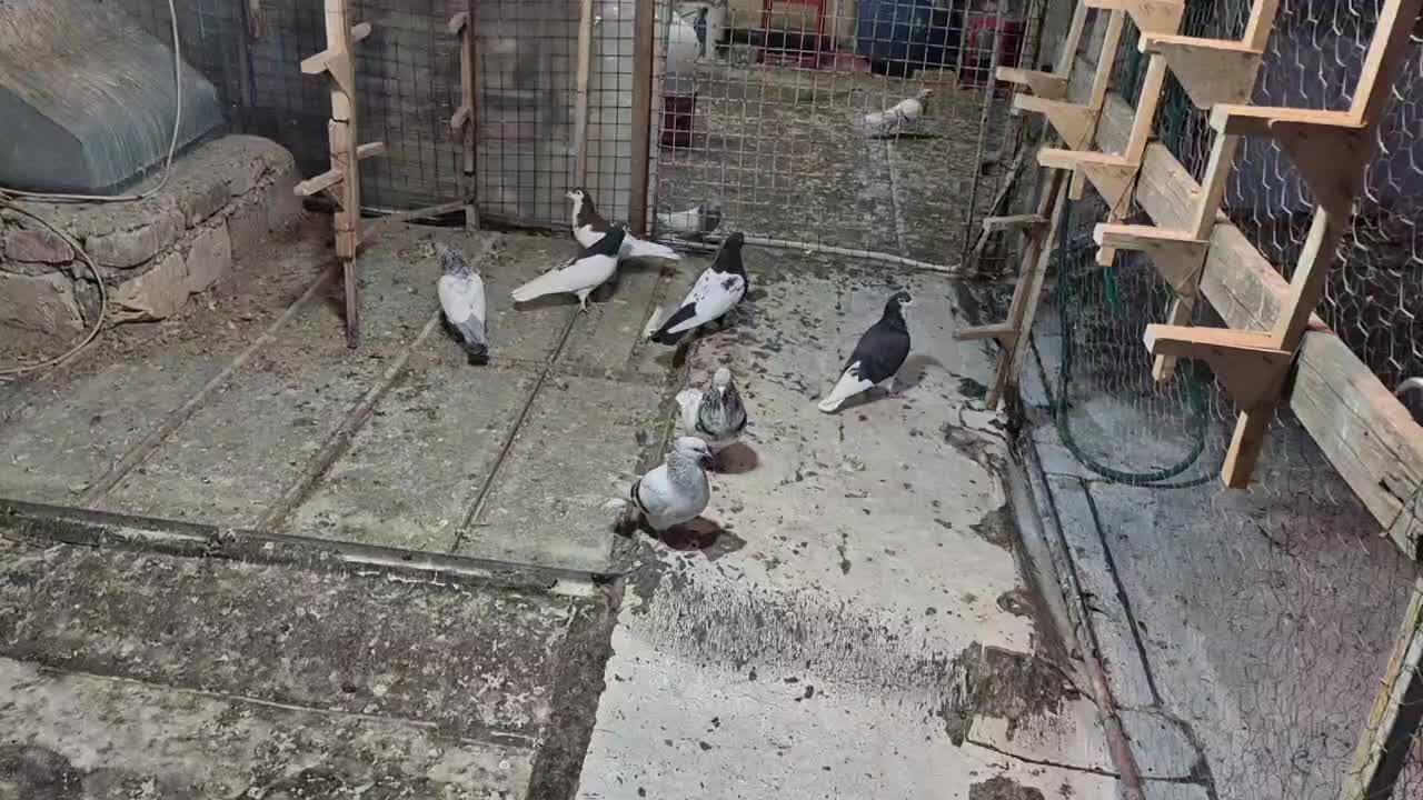 کبوتر سینه دمبی شهری|پرنده|شیراز, چوگیاه|دیوار