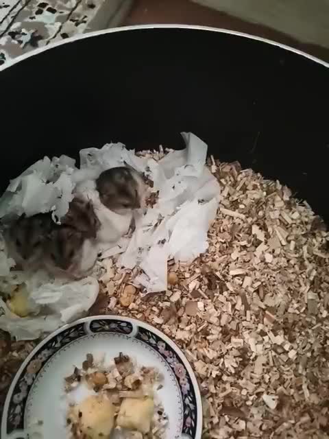 همسر کمبل|موش و خرگوش|یزد, |دیوار