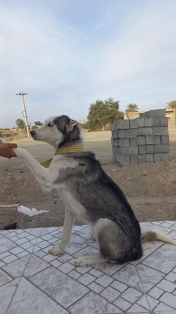 واگذاری سگ اسکی نر|سگ|رودان, |دیوار