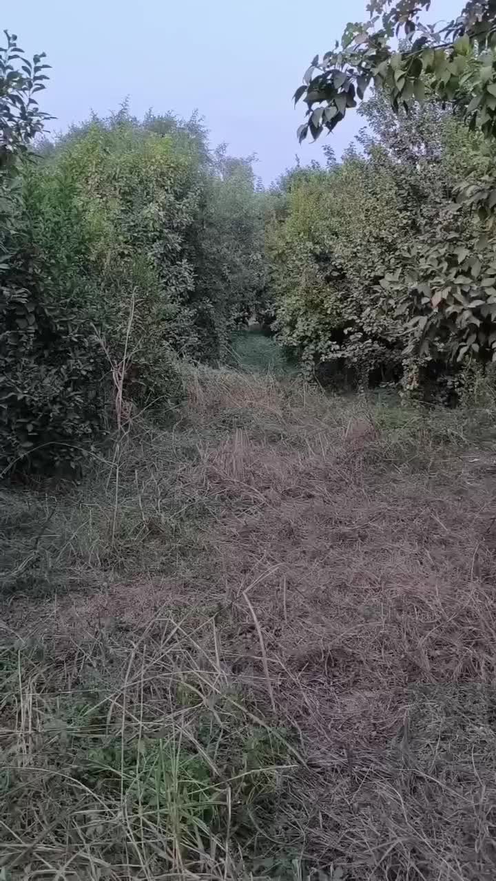 فروش باغ 1035 متری کوچه باغ مهستان|فروش زمین و ملک کلنگی|دزفول, |دیوار