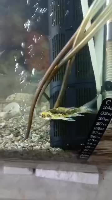 اکواریوم ماهی|ماهی|علیآباد کتول, |دیوار