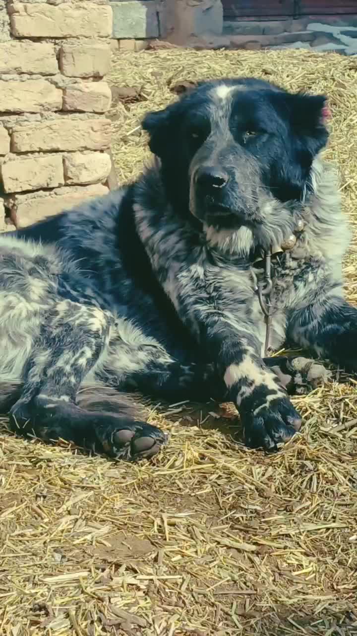 سگ نگهبان|سگ|داران, |دیوار