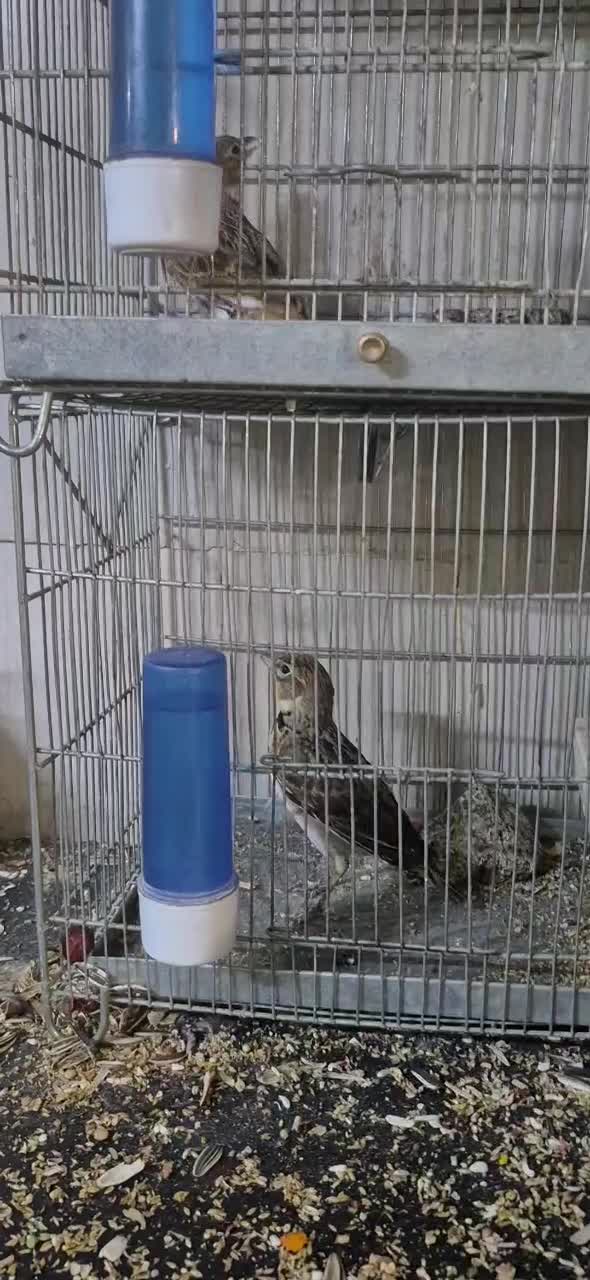 پرنده|پرنده|تهران, طیب|دیوار