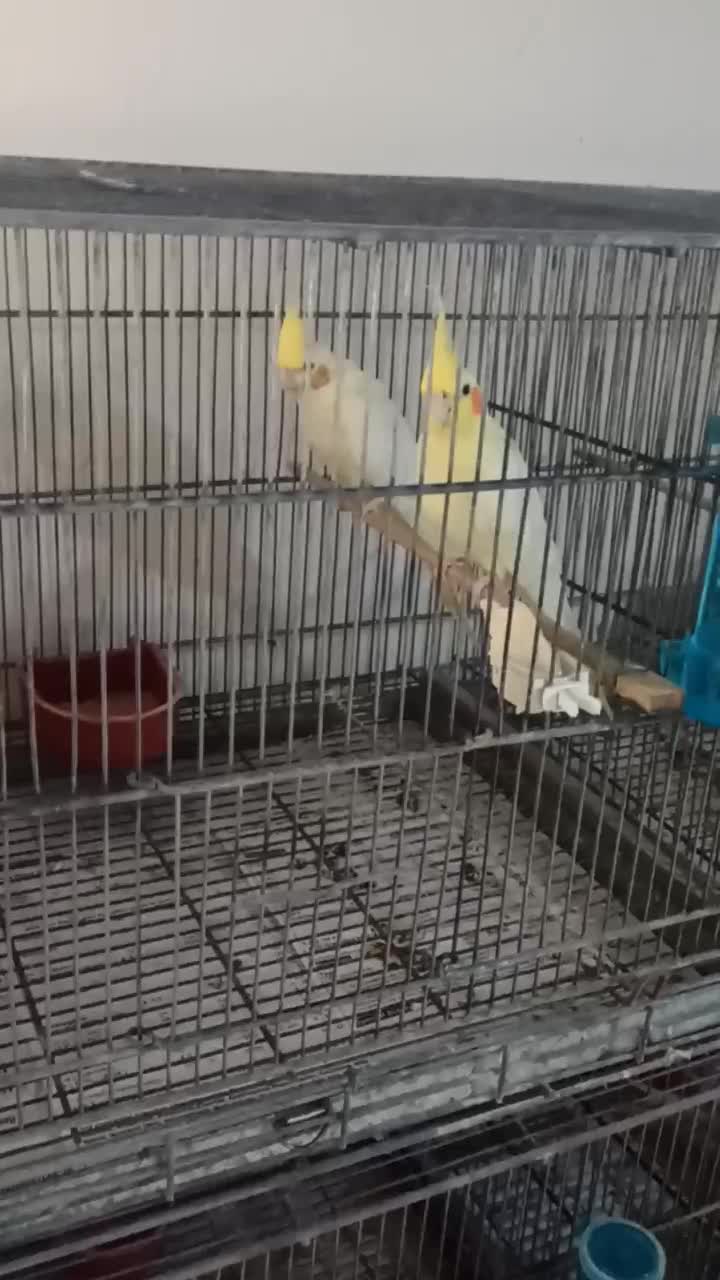 فروش یه جفت عروس هلندی لوتینو مولد روی تخم|پرنده|میناب, |دیوار