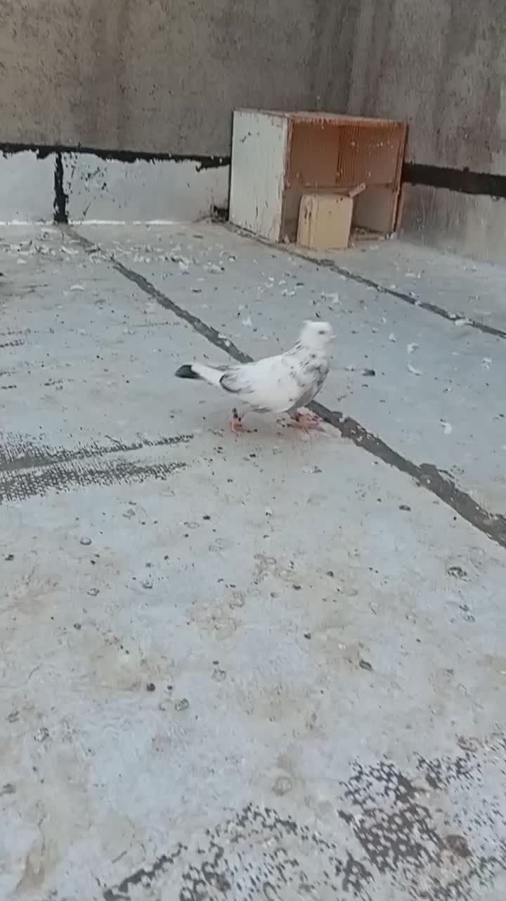 کبوتر|پرنده|تاکستان, |دیوار