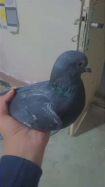 چاپی|پرنده|مسجد سلیمان, |دیوار