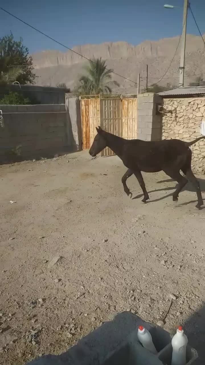 اسب|اسب و تجهیزات اسبسواری|جره و بالاده, |دیوار