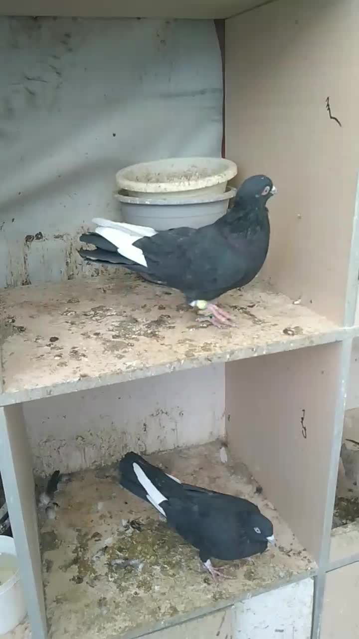 کبوتر رنگی|پرنده|قزوین, |دیوار