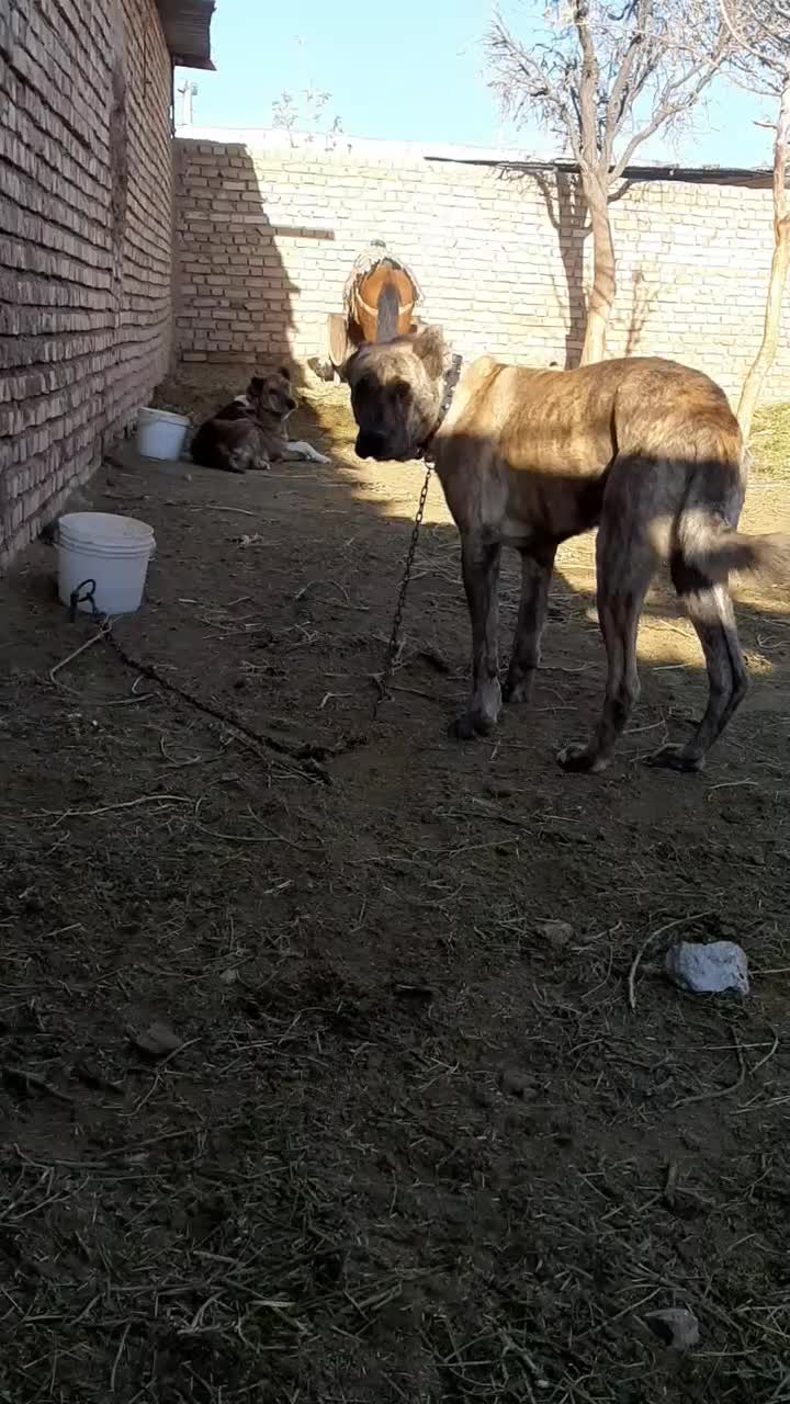 سگ گله|سگ|تربتحیدریه, رباط سفلی|دیوار