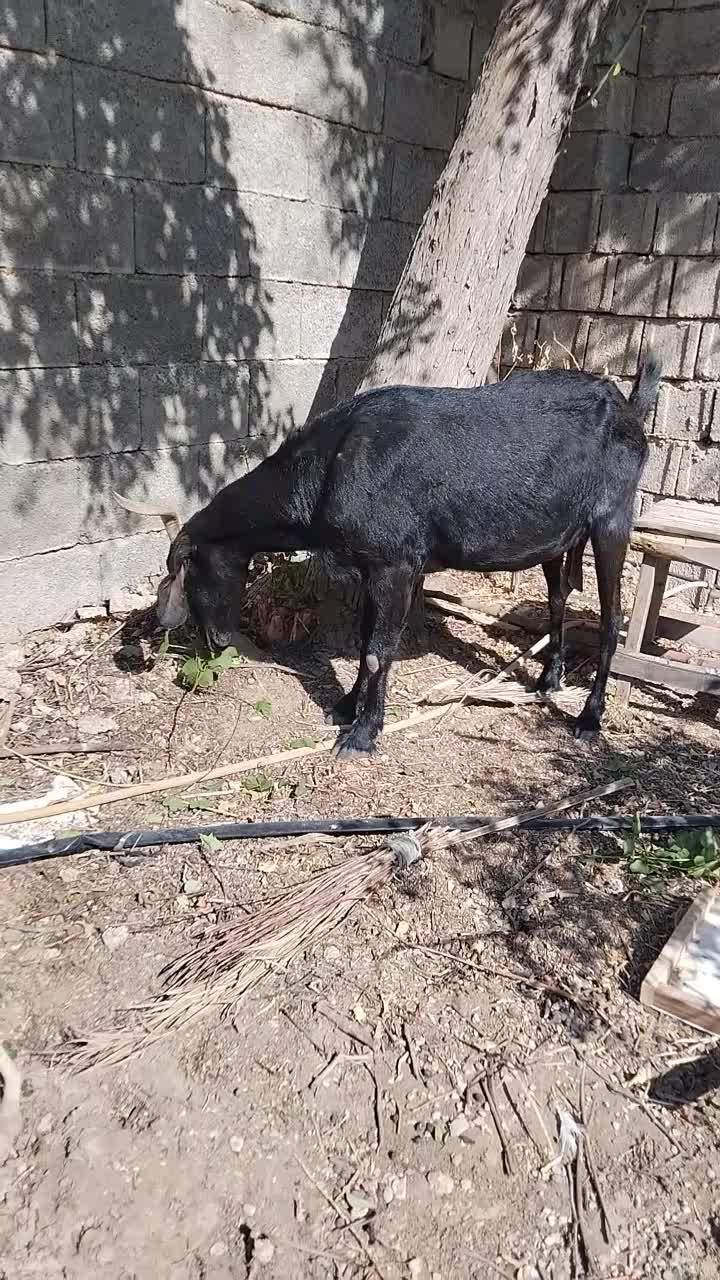 بز اعدانی دو رگ|حیوانات مزرعه|وحدتیه, |دیوار