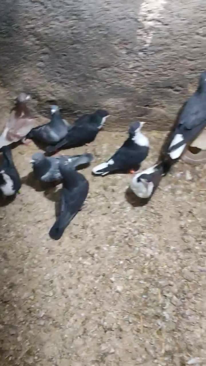 کبوتر|پرنده|درمیان, |دیوار