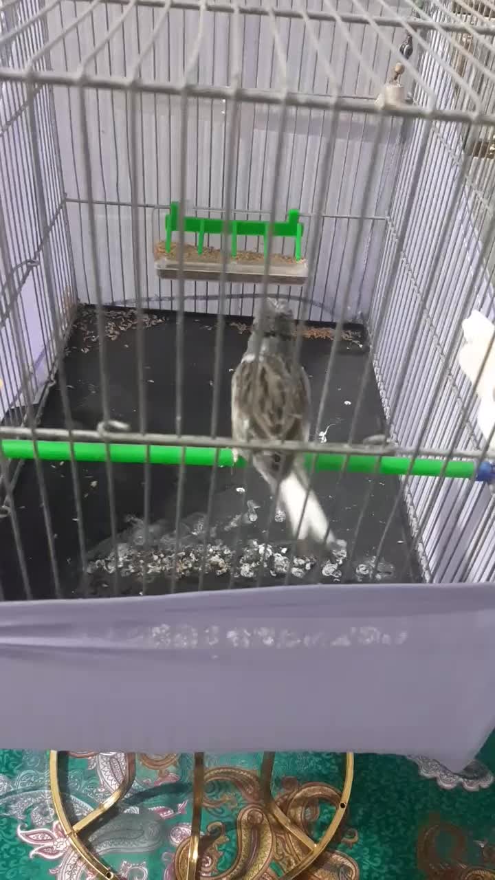 قناری نر قرص|پرنده|کرج, فاز ۲ مهرشهر|دیوار