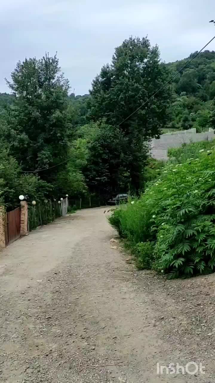 کلبه سوئیسی سه خواب استخردار در  جنگل ماسال کد(۸۸)|اجارهٔ کوتاه‌مدت ویلا و باغ|ماسال, |دیوار