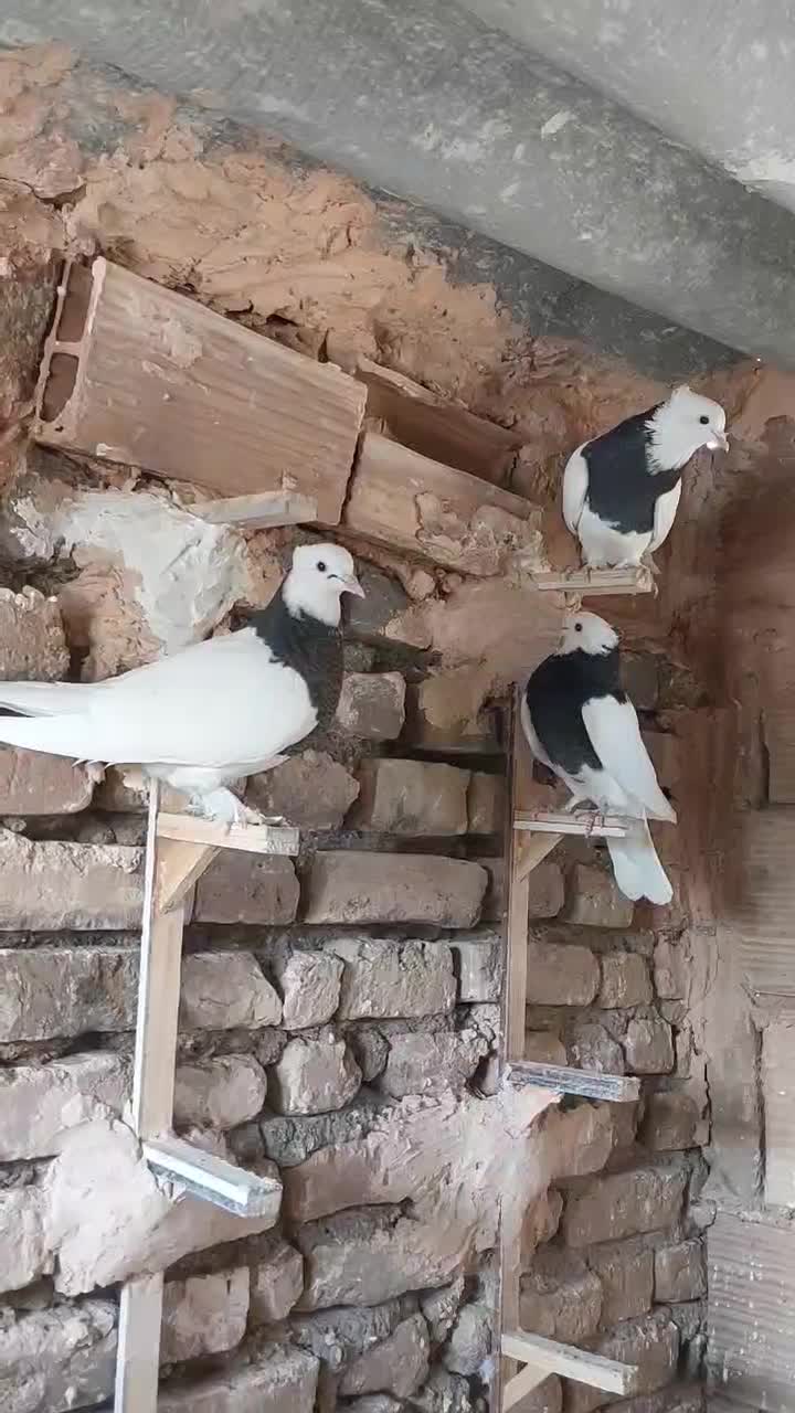 طوقی واکسی جوانه|پرنده|سبزوار, باهنر|دیوار