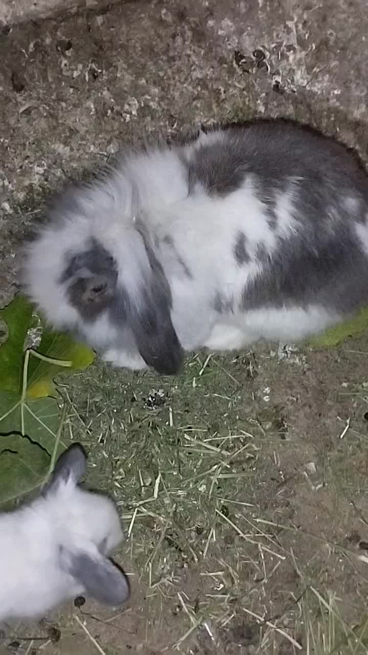 بچه خرگوش|موش و خرگوش|پاوه, |دیوار