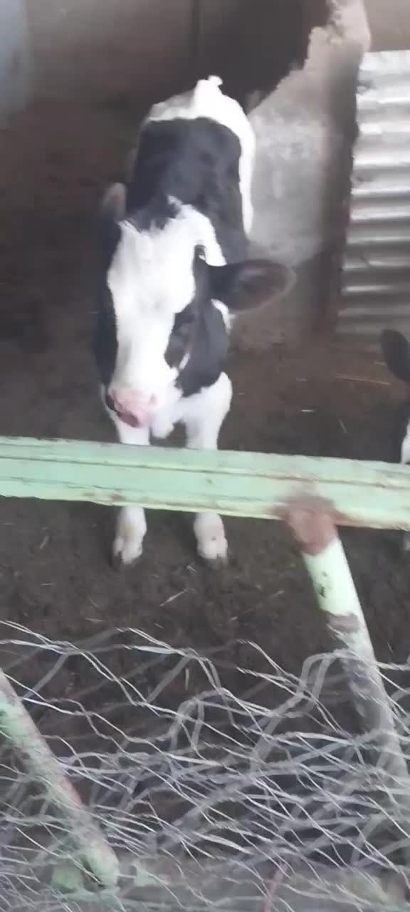 گوساله نر و ماده ۴۰ روزه|حیوانات مزرعه|تربتحیدریه, آسایش|دیوار