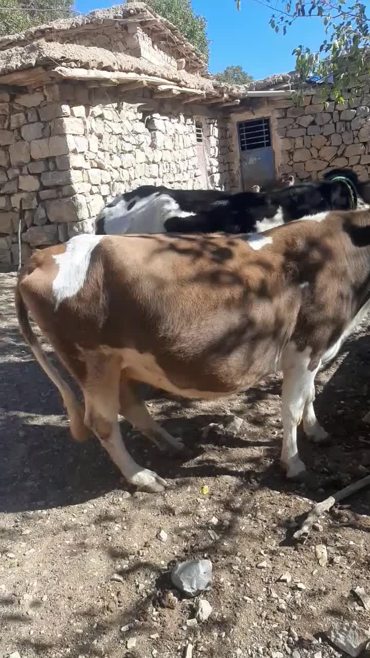 دو راس گاو داشتی|حیوانات مزرعه|پاوه, |دیوار