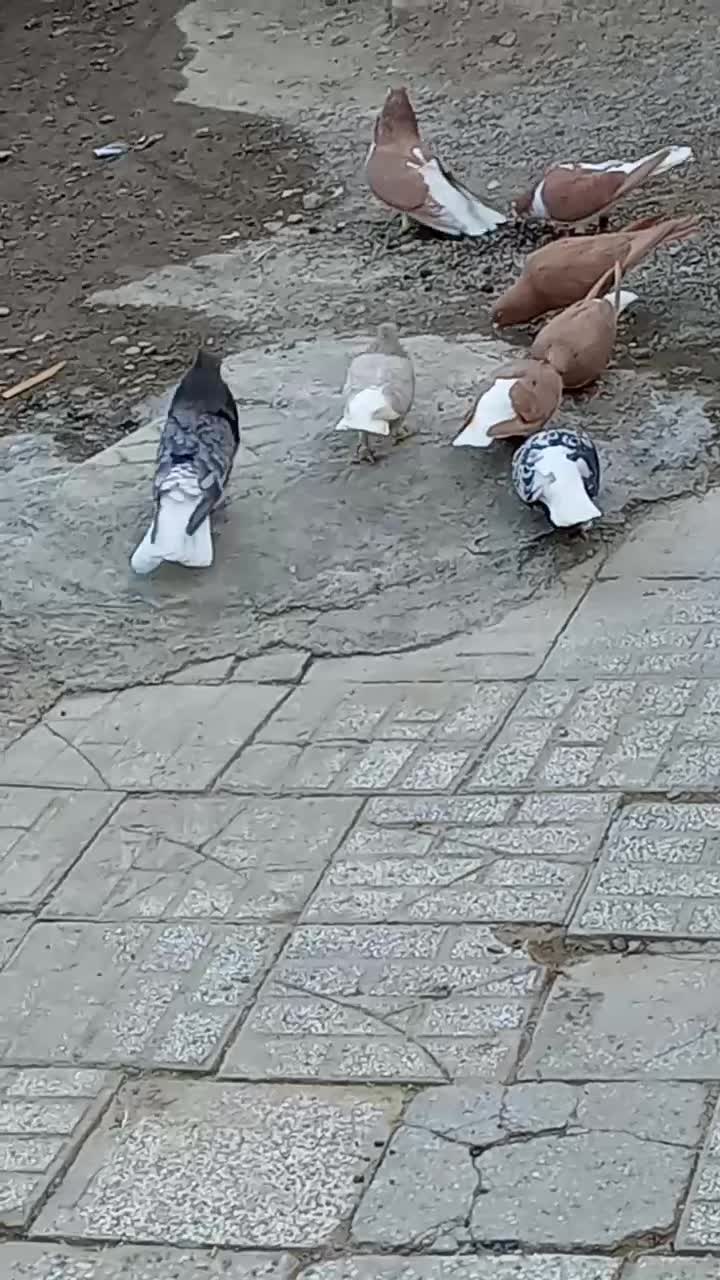 نرهفت رنگ دمسفید|پرنده|تربت‌حیدریه, ده پائین|دیوار