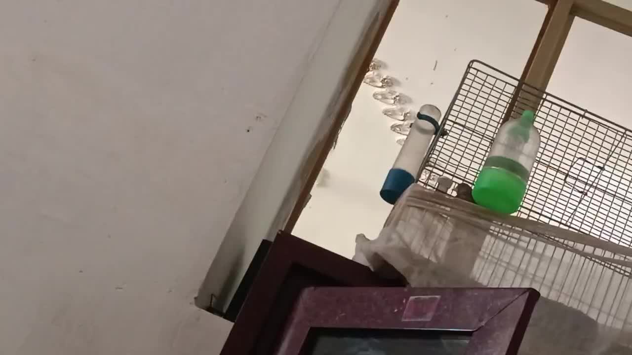 سهره‌قناری|پرنده|شیراز, بازار|دیوار