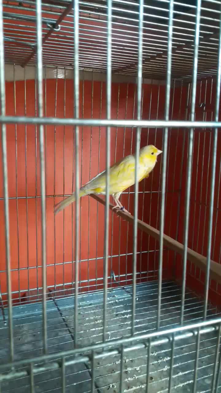 قناری ماده|پرنده|شهرضا, |دیوار