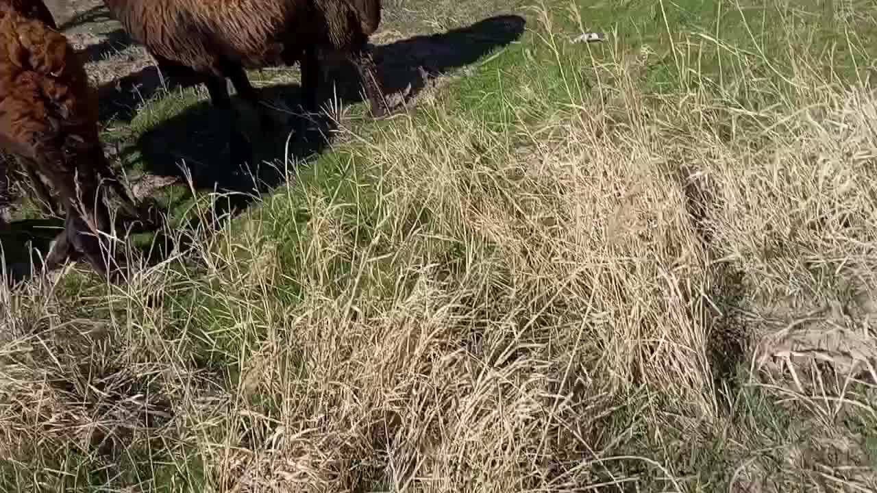 قوچ|حیوانات مزرعه|فیروزه, |دیوار