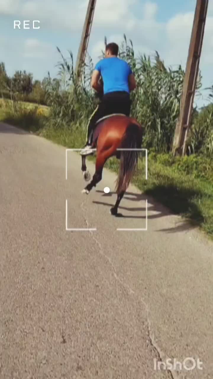 اسب کرد|اسب و تجهیزات اسب‌سواری|کوچصفهان, |دیوار