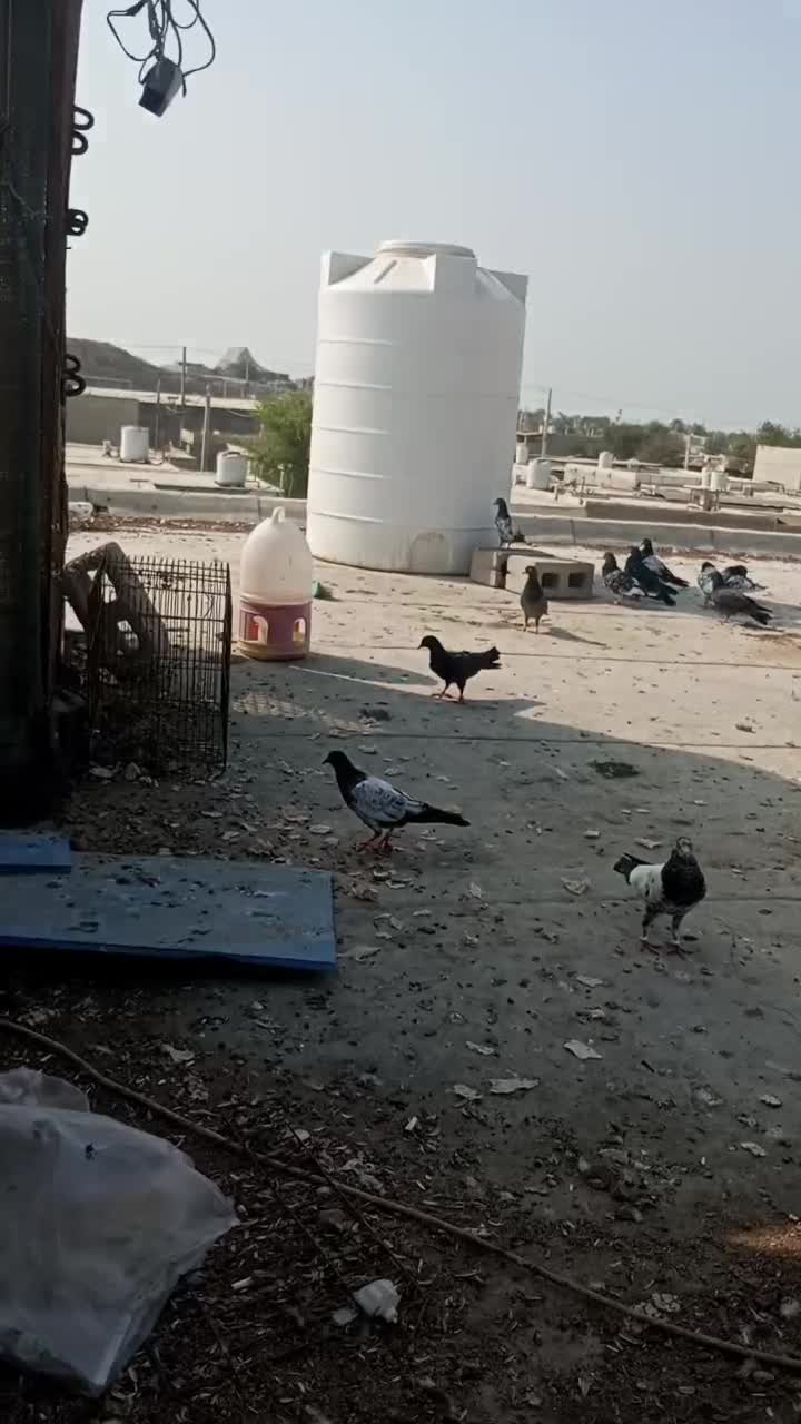 تعدادی جوجه کفترپاکستانی پرشی|پرنده|قشم, |دیوار