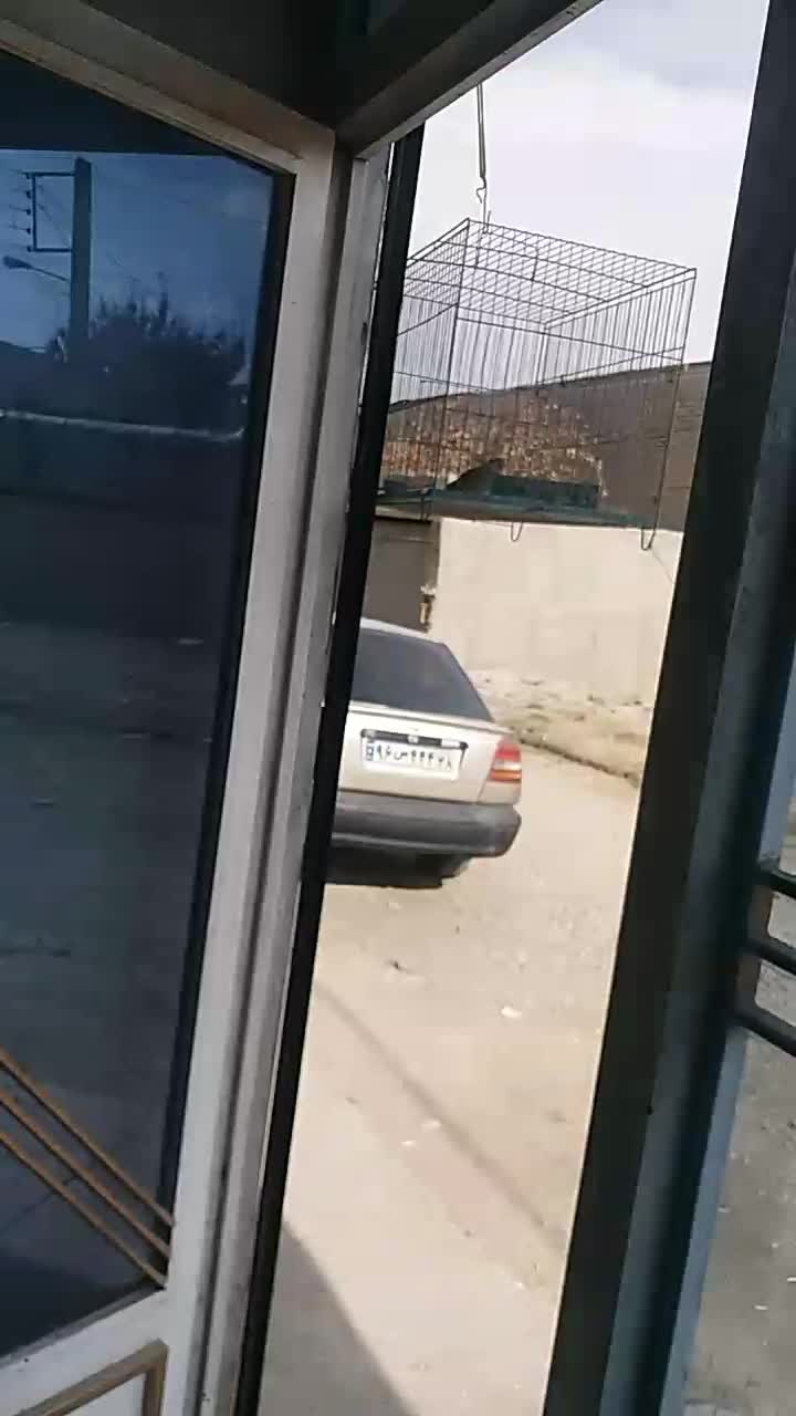 سهره خاکی به شرت بیا به خاندش نگاه کن ببر|پرنده|کبودرآهنگ, |دیوار