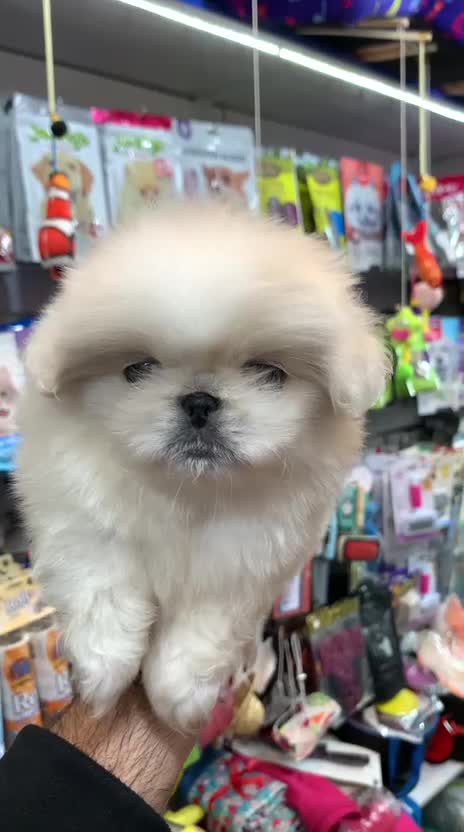 پکنیز اشرافی|سگ|رشت, لاکانی|دیوار