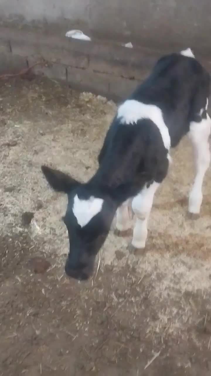 گوساله نر|حیوانات مزرعه|نوشین شهر, |دیوار