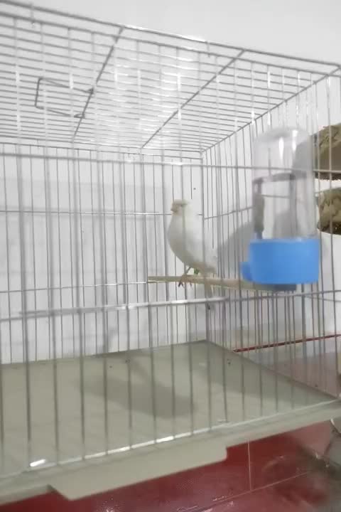 قناری ماده|پرنده|نقده, |دیوار