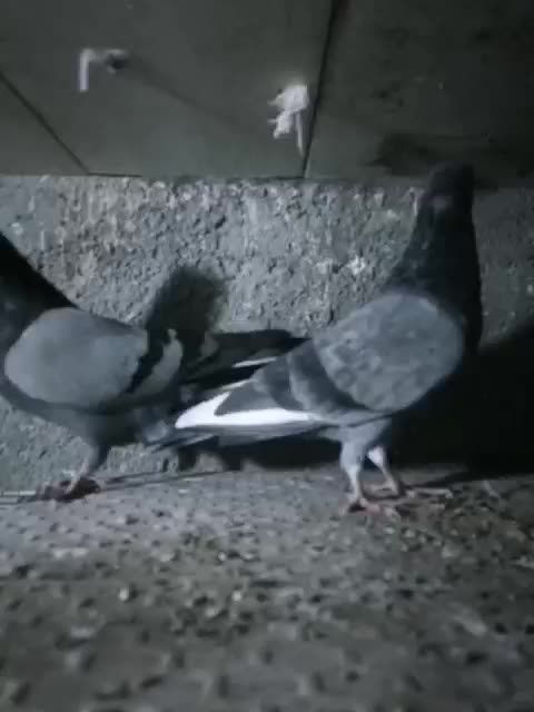 کبوتر سبز کاکلی|پرنده|بندر ترکمن, |دیوار