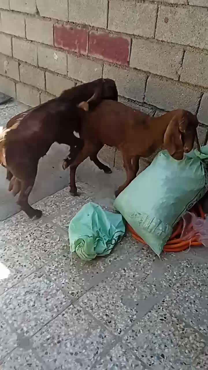 بز ماه با نر|حیوانات مزرعه|بندر ماهشهر, |دیوار