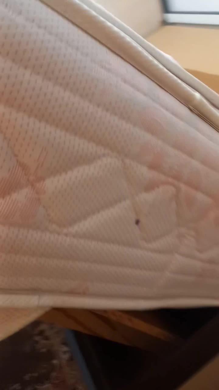 شرکت خدمات سمپاشی دارای مجوز|خدمات نظافت|بهنمیر, |دیوار