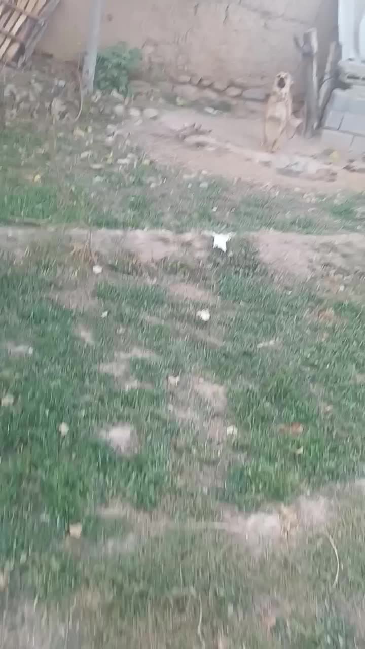 مادهسرابییکسالنیمفروشی|سگ|قوچان, |دیوار