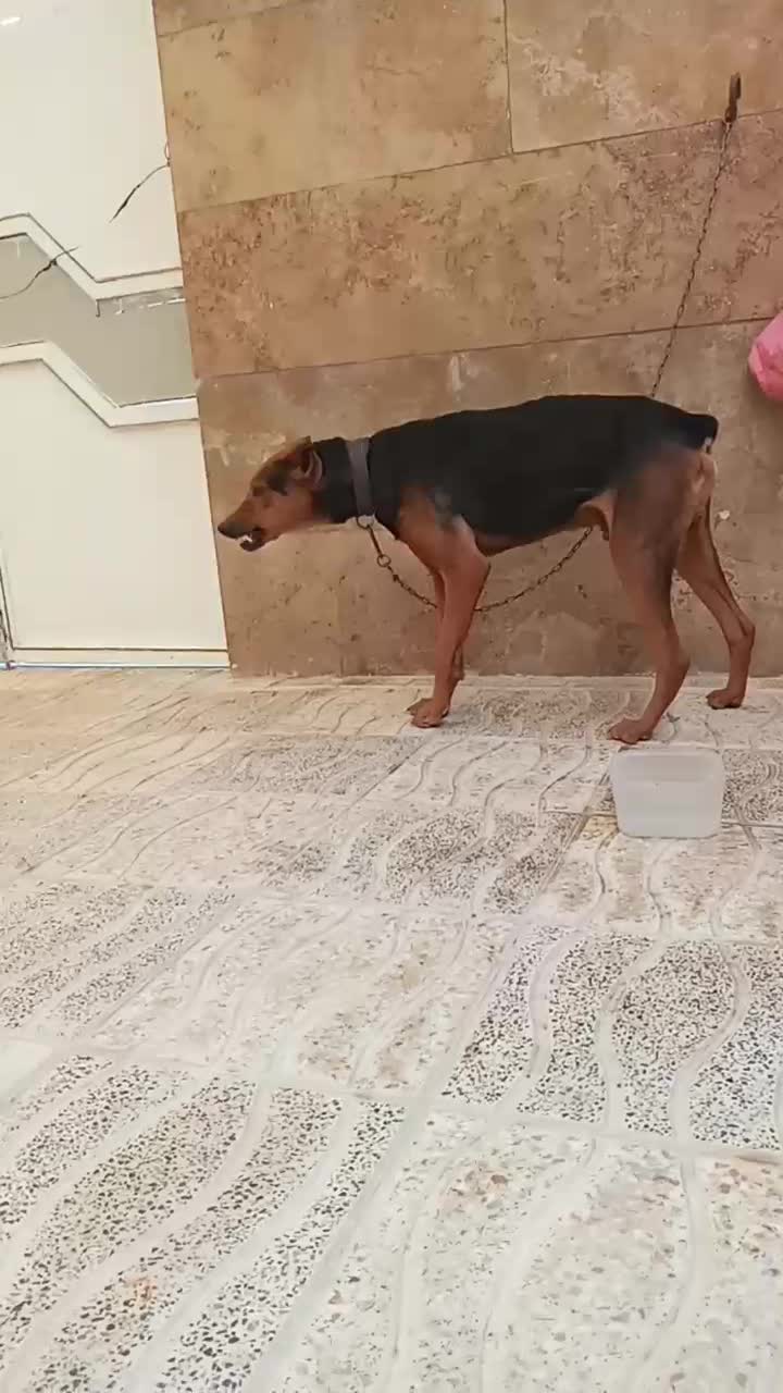 سگ دوبرمن خالص|سگ|صفادشت, |دیوار