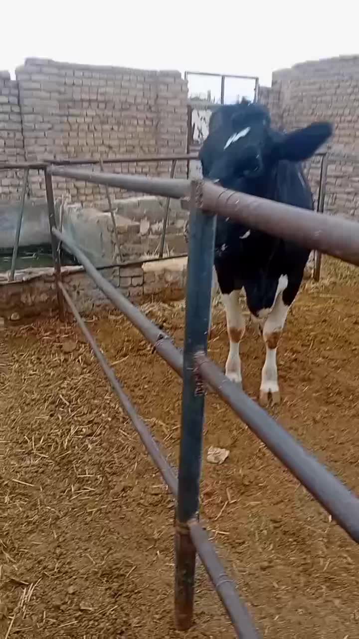 گاو تلیسه گوساله|حیوانات مزرعه|تربت جام, میان جام|دیوار