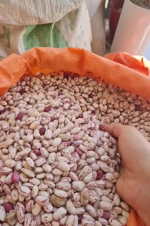 لوبیاچیتی کپسولی و گرد( عمده و خرده فروشی|خوردنی و آشامیدنی|اسلام‌شهر, شهرک قائمیه|دیوار