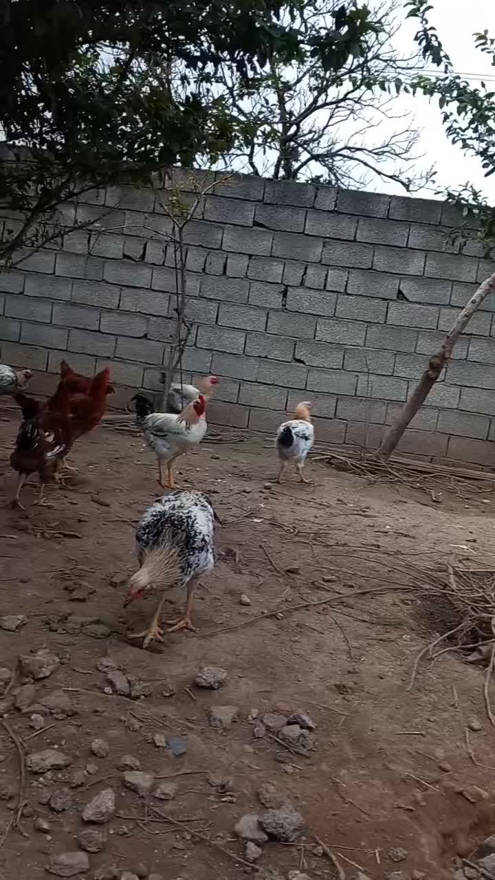 مرغ وخروس ارگانیک|حیوانات مزرعه|قائم‌شهر, |دیوار