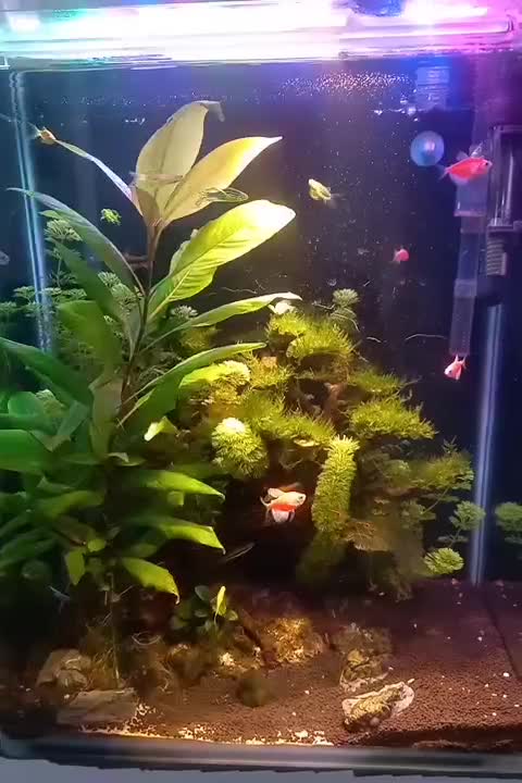 اکواریوم پلنت فوق حرفه ای|ماهی|قم, منبع آب|دیوار