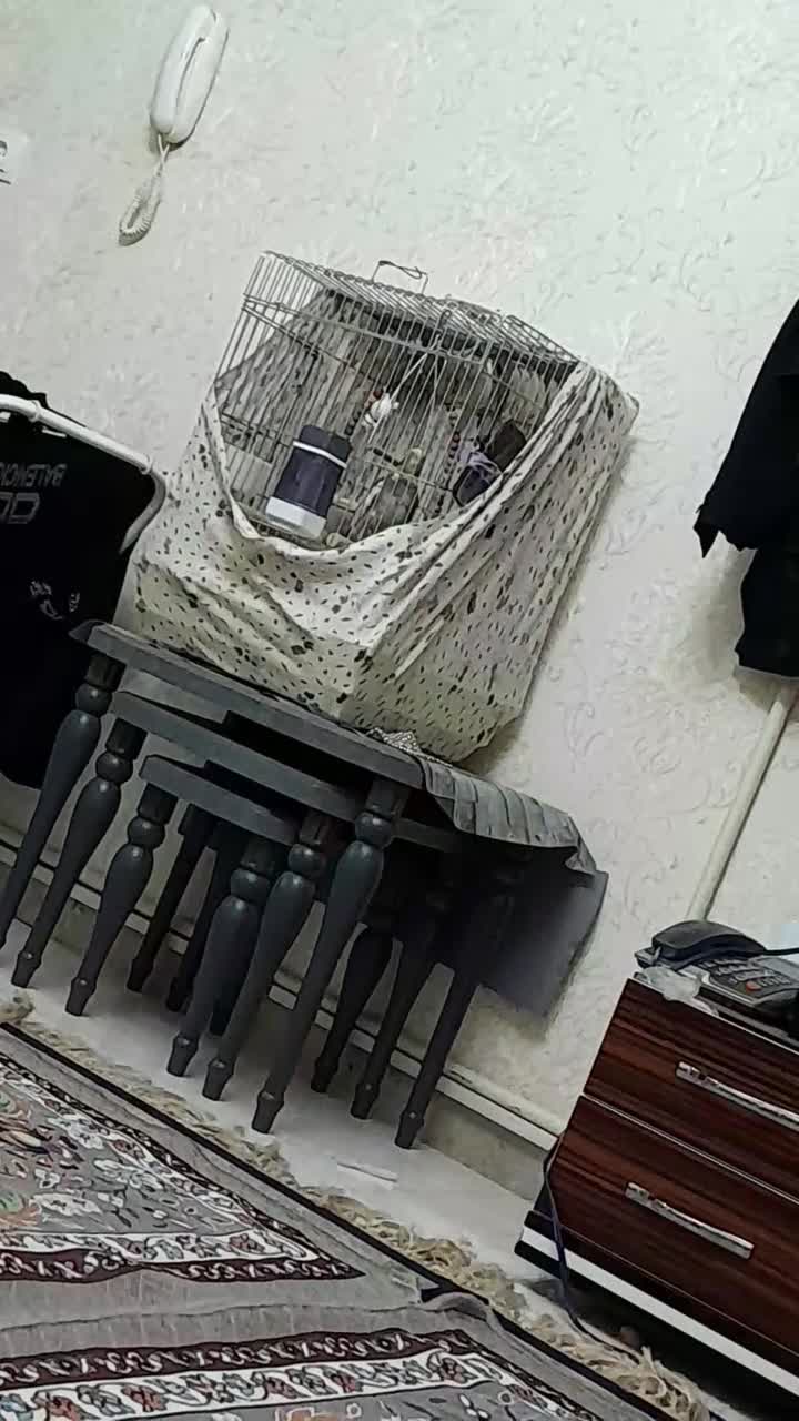 عروس هلندی نر|پرنده|پاکدشت, پاکدشت (مامازند)|دیوار