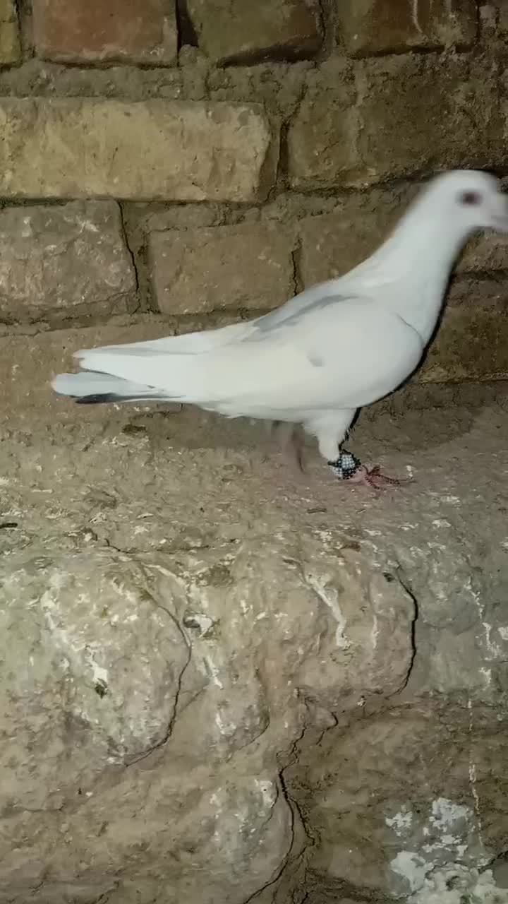 آلمانی کفتر کفت|پرنده|سلامی, |دیوار