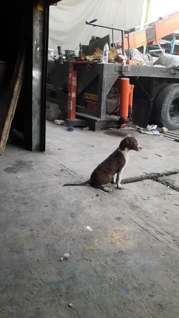 سگ پیتبول|سگ|ری, بازار آهن|دیوار