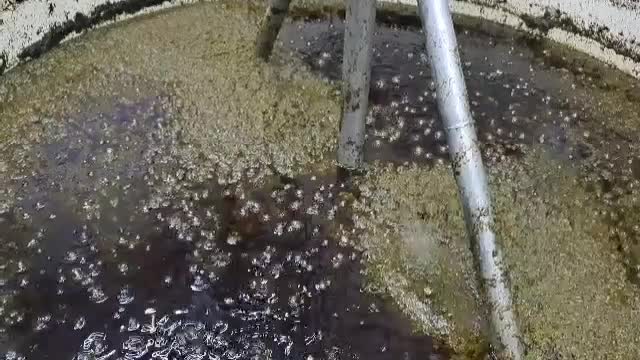 فروش عمده قورمه سبزی معطر گیلان پخش مستقیم|خوردنی و آشامیدنی|ری, شهرک نظامی|دیوار