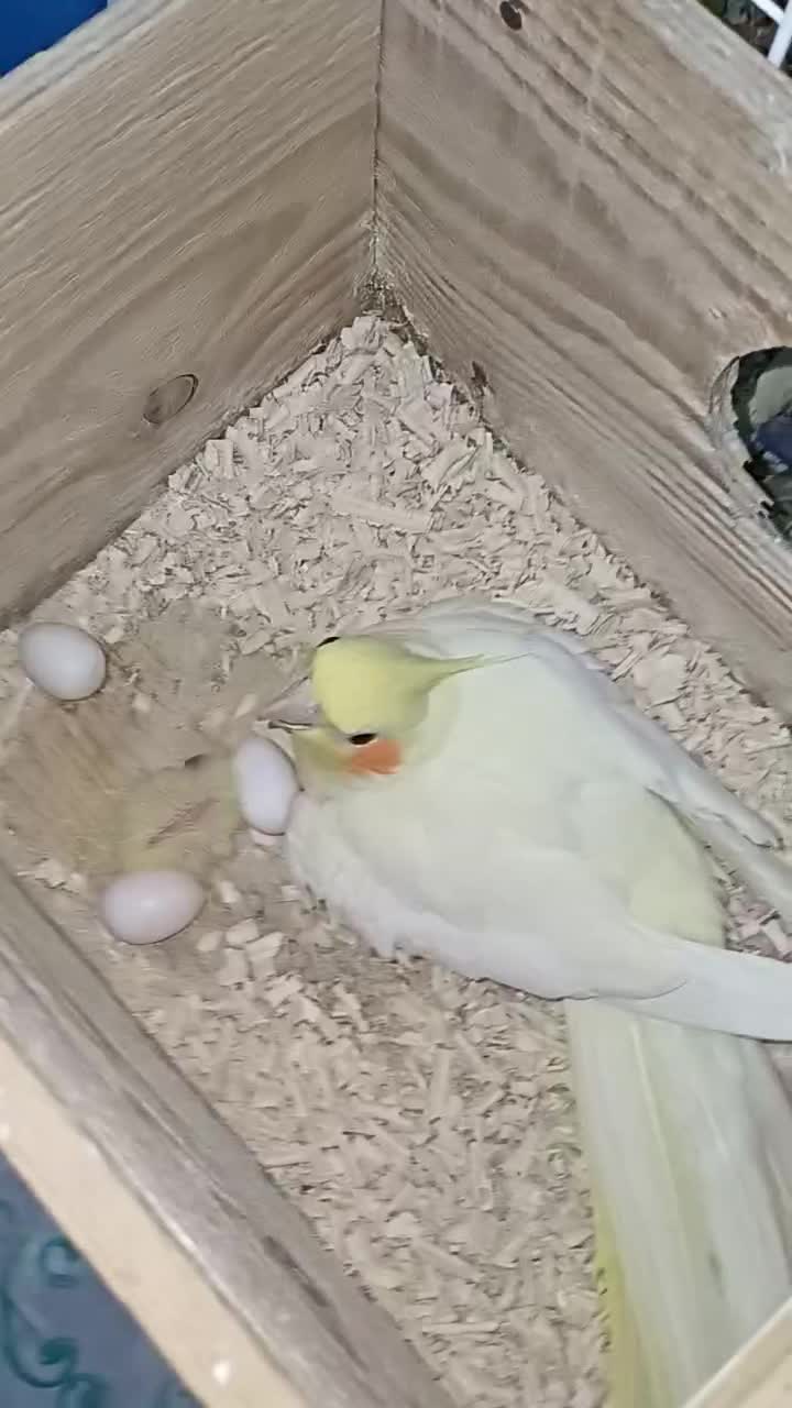 خریدار عروس ۴.۵روزه فروشی هم دارم نروماده دستی|پرنده|لاهیجان, لیالستان|دیوار