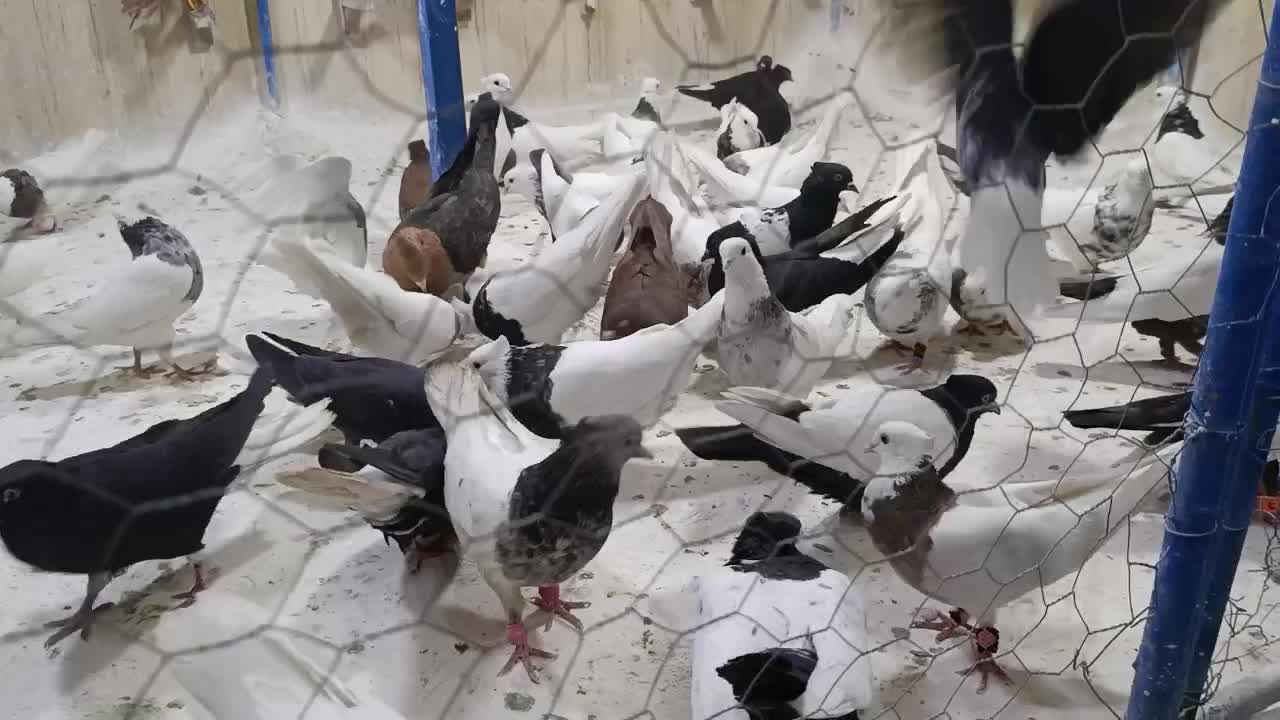 بار جدید کبوتر طوقی و دم سفید رسید|پرنده|قم, قلعه کامکار|دیوار