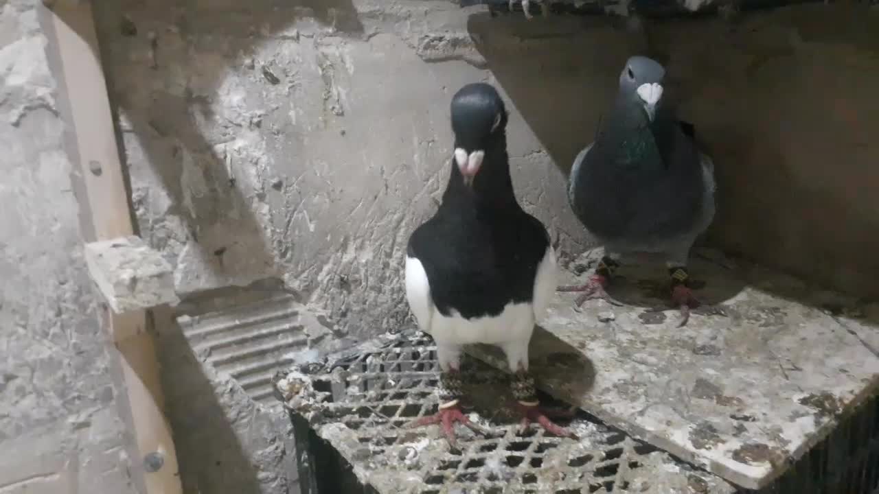 دنش|پرنده|مشهد, شهید معقول|دیوار