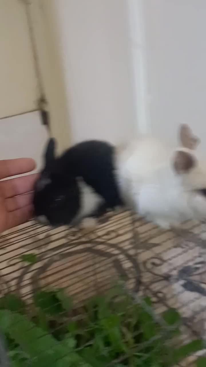 خرگوش|موش و خرگوش|شبانکاره, |دیوار