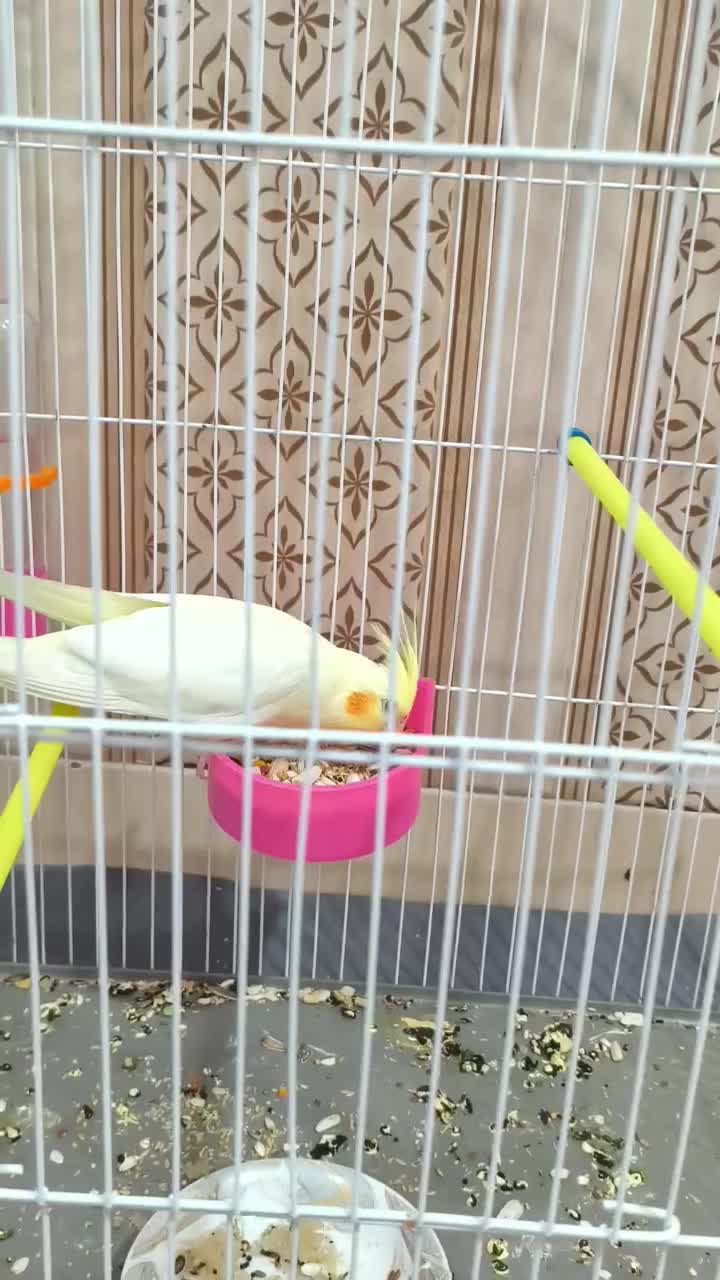 پرنده عروس هلندی|پرنده|اندیمشک, |دیوار