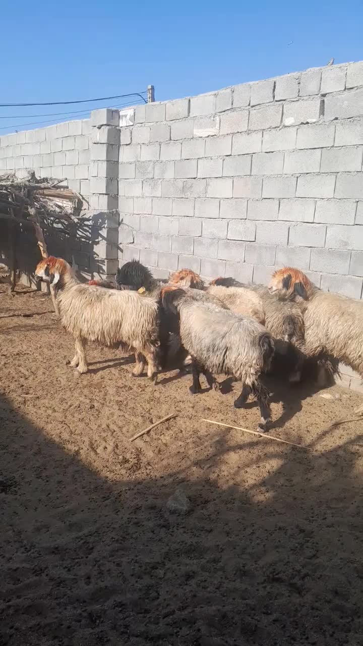میش بختیاری|حیوانات مزرعه|شوشتر, |دیوار